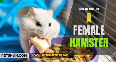 The Ultimate Guide to Caring for a Female Hamster