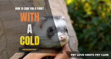 Caring for a Ferret with a Cold: Tips and Advice for Ferret Owners