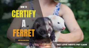 Certifying Your Ferret: The Steps You Need to Take