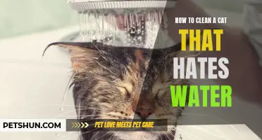 Trouble in the Tub: How to Clean a Cat that Hates Water
