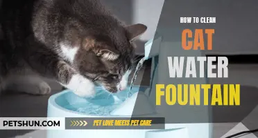 A Complete Guide to Cleaning Your Cat's Water Fountain