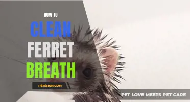 Freshen Up: Effective Ways to Clean Your Ferret's Breath