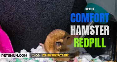 Guide to Comforting a Hamster That Needs a Red Pill