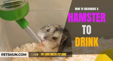 Encouraging Your Hamster to Stay Hydrated: Tips and Strategies