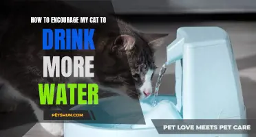 Effective Ways to Encourage Your Cat to Drink More Water