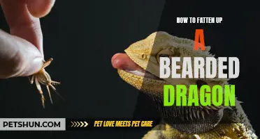 How to Safely Fatten Up Your Bearded Dragon: A Step-by-Step Guide