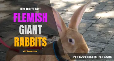 The Ultimate Guide to Feeding Baby Flemish Giant Rabbits