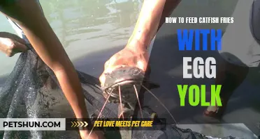 Feeding Catfish Fries: The Benefits of Using Egg Yolk