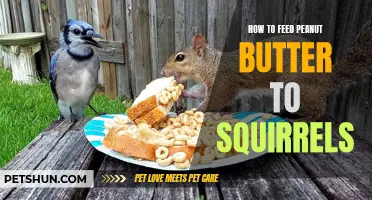 How to Safely Feed Peanut Butter to Squirrels: A Step-by-Step Guide