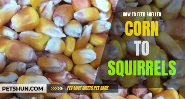 Feeding Shelled Corn to Squirrels: A Step-by-Step Guide
