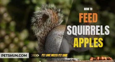How to Attract Squirrels to Your Yard and Feed Them Apples