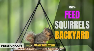 How to Attract and Feed Squirrels in Your Backyard