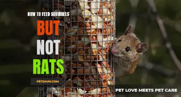 Tips on How to Feed Squirrels without Attracting Rats