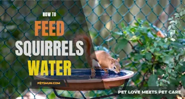 Tips for Safely Providing Water to Squirrels