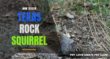 Feeding Tips for Texas Rock Squirrels: A Guide to Keeping Them Healthy and Happy
