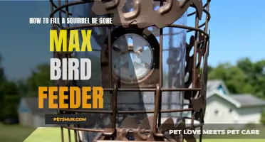 The Ultimate Guide to Filling Your Squirrel-Be-Gone Max Bird Feeder