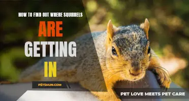 Discover the secret entryways: How to find out where squirrels are getting in