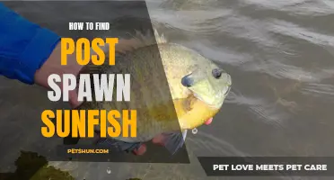 Tips for Locating Post Spawn Sunfish