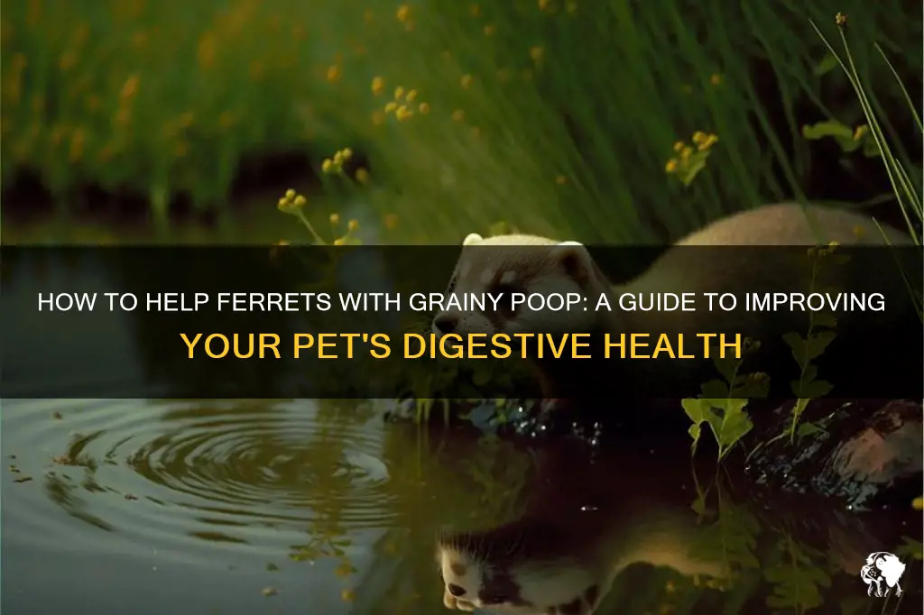 how to fix grainy poop in ferrets