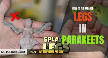 Fixing Splayed Legs in Parakeets: A Guide to Correcting a Common Leg Deformity