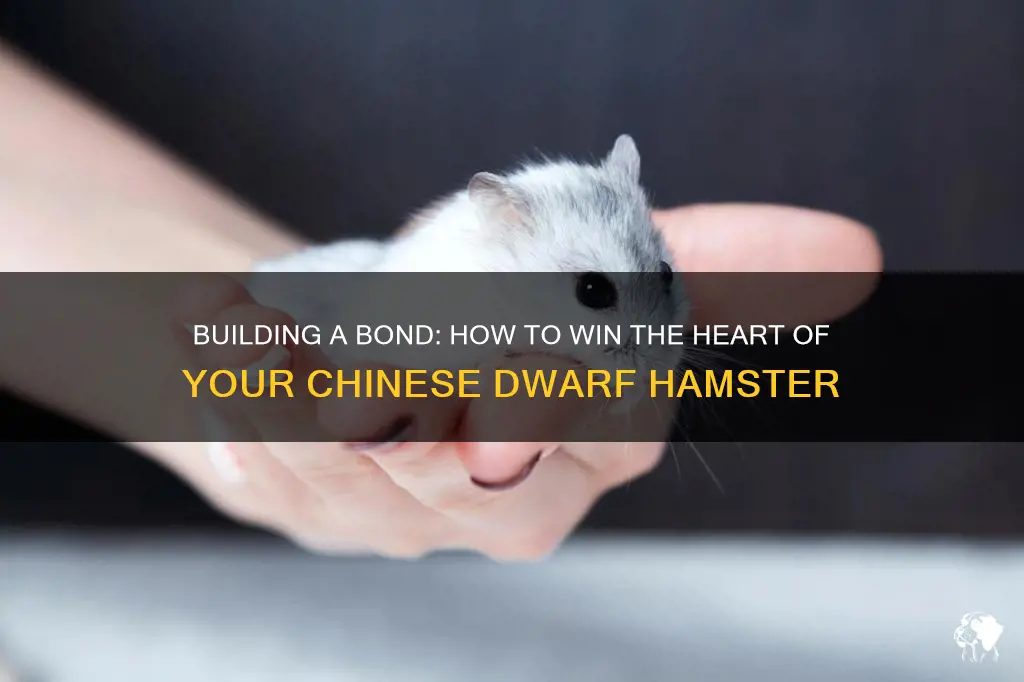 how to get a chinese dwarf hamster to like you