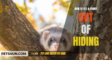 Unlocking the Mystery: How to Lure Your Ferret Out of Hiding