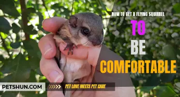 Creating a Comfortable Environment for Your Flying Squirrel: Tips and Tricks