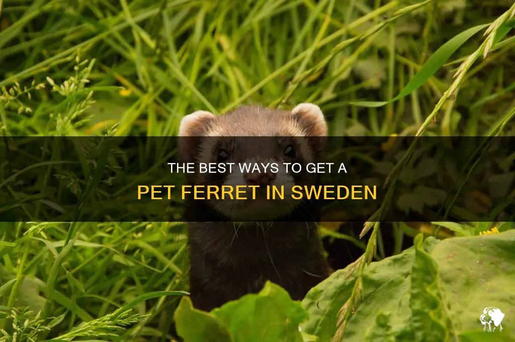 The Best Ways To Get A Pet Ferret In Sweden | PetShun