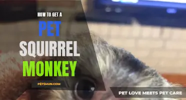 The Ultimate Guide to Owning a Pet Squirrel Monkey: Everything You Need to Know