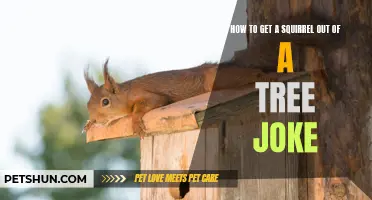 Hilarious Ways to Get a Squirrel Out of a Tree: A Collection of Jokes