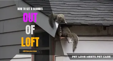 Effective Strategies for Removing a Squirrel from Your Loft