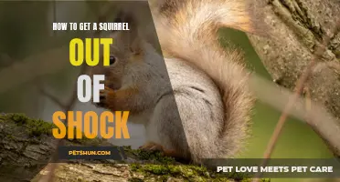Tips to Help a Squirrel Recover from Shock