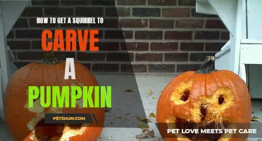 How to Teach a Squirrel to Carve a Pumpkin: A Step-by-Step Guide