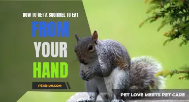 Mastering the Art of Getting a Squirrel to Eat from Your Hand