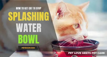 Effective Ways to Stop Your Cat from Splashing the Water Bowl