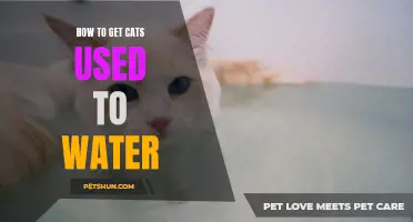 Tips for Helping Cats Get Used to Water