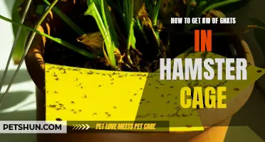10 Effective Ways to Get Rid of Gnats in Your Hamster Cage