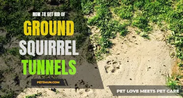 Effective Ways to Eliminate Ground Squirrel Tunnels and Prevent Infestation