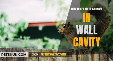 Effective Methods to Remove Squirrels from Wall Cavity