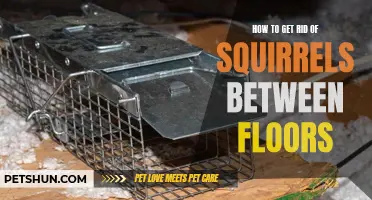 Effective Methods for Removing Squirrels Trapped Between Floors