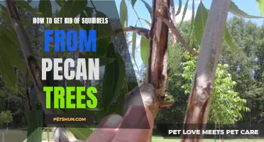 Effective Methods for Removing Squirrels from Pecan Trees