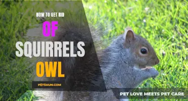 Effective Methods for Eliminating Squirrels with an Owl Repellent