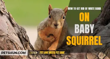 Eliminating the White Band on a Baby Squirrel: Effective Methods to Try
