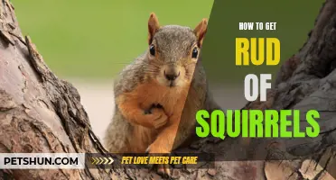 Effective Ways to Get Rid of Squirrels from Your Property
