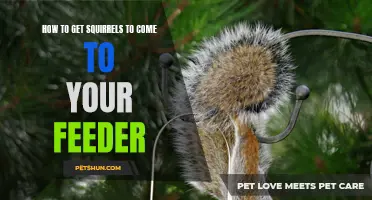 Attracting Squirrels to Your Feeder: Helpful Tips for Success