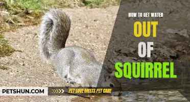 The Best Methods for Removing Water from a Squirrel