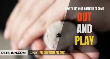 The Ultimate Guide to Encouraging Your Hamster to Come Out and Play