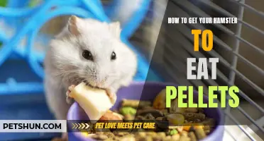 Tips and Tricks for Encouraging Your Hamster to Enjoy Pellets