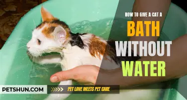 The Pawsitive Way to Give Your Cat a Bath Without Water