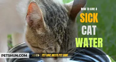 How to Effectively Hydrate a Sick Cat